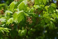 Graines Acer pseudosieboldianum, Érable de Corée