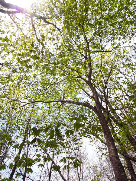 Graines Acer pseudosieboldianum, Érable de Corée