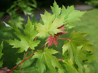 Graines Acer saccharinum, Érable argenté, Érable de Virginie, Plaine blanche