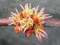 Graines Acer saccharinum, Érable argenté, Érable de Virginie, Plaine blanche