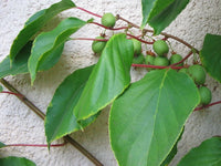 Graines Actinidia arguta, Kiwaï, kiwi de Sibérie