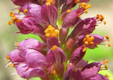 Graines Amorpha fruticosa, Faux Indigo, Amorphe buissonnante