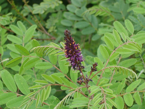 Graines Amorpha fruticosa, Faux Indigo, Amorphe buissonnante