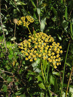 Graines Bupleurum fruticosum, Buplèvre ligneux, Buplèvre en arbre