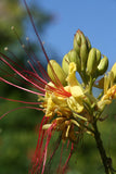 Graines Caesalpinia gilliesii, Césalpinie de Gillies, Oiseau de Paradis Jaune