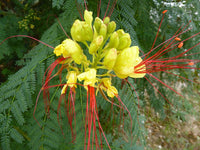 Graines Caesalpinia gilliesii, Césalpinie de Gillies, Oiseau de Paradis Jaune