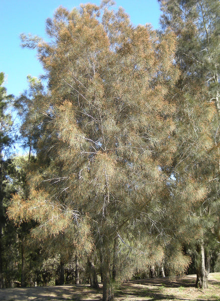 Graines Casuarina Cunninghamiana, Pin Australien