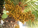 Graines Chamaerops humilis, Palmier nain, Palmier doum