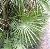 Graines Chamaerops humilis, Palmier nain, Palmier doum