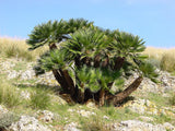 Graines Chamaerops humilis, Palmier nain, Palmier doum