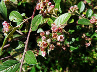 Graines de Cotoneaster Franchetii, Cotonéaster de Franchet