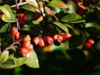 Graines de Cotoneaster Franchetii, Cotonéaster de Franchet