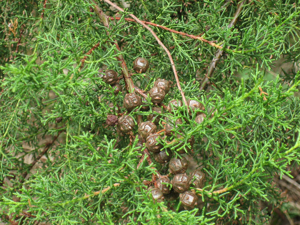 Graines Cupressus lusitanica, Cyprès du Portugal, Cyprès du Mexique