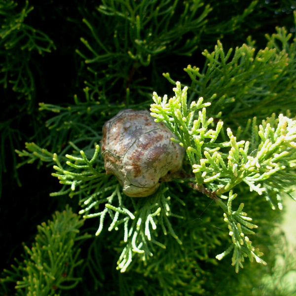 Graines Cupressus sempervirens var. horizontalis, Cyprès d'Italie, Cyprès commun