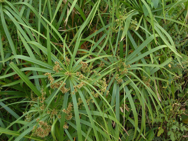 20 Graines de Cyperus alternifolius, Faux papyrus, Cyperus à feuilles alternes