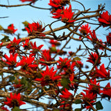 Graines Erythrina caffra, Arbre Corail