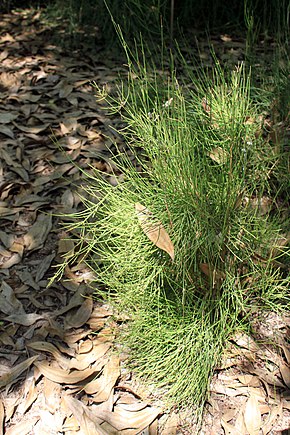 Graines Ephedra fragilis, Raisin de mer