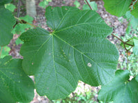 Graines Érable à feuilles obtuses, Acer Opalus var. obtusatum