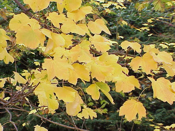 Graines Érable à feuilles obtuses, Acer Opalus var. obtusatum