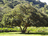 Graines Erythrina caffra, Arbre Corail