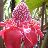 Graines de Etlingera elatior Rouge, Rose de porcelaine, Gingembre Tropical Rouge