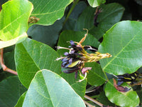 Graines de Pois Corail Noir, Kennedia nigricans
