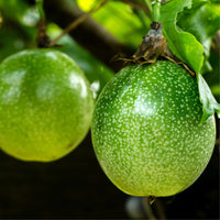 Graines de Passiflora Edulis Flavicarpa, Fruit de la Passion Jaune