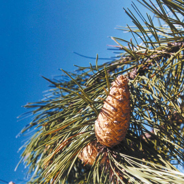 Graines de Pinus Nigra Salzmannii, Pin Noir d'Espagne