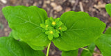 30 graines Hypericum androsaemum, Millepertuis androsème, androsème officinal