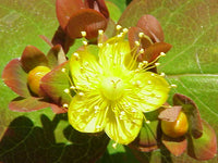 30 graines Hypericum androsaemum, Millepertuis androsème, androsème officinal