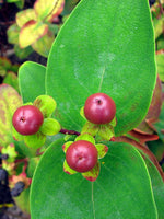 30 graines Hypericum androsaemum, Millepertuis androsème, androsème officinal