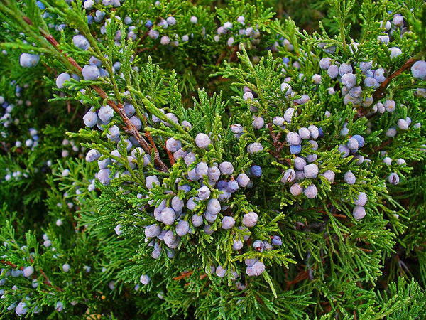 Graines de Juniperus Sabina, Genévrier Sabine, Sabinier
