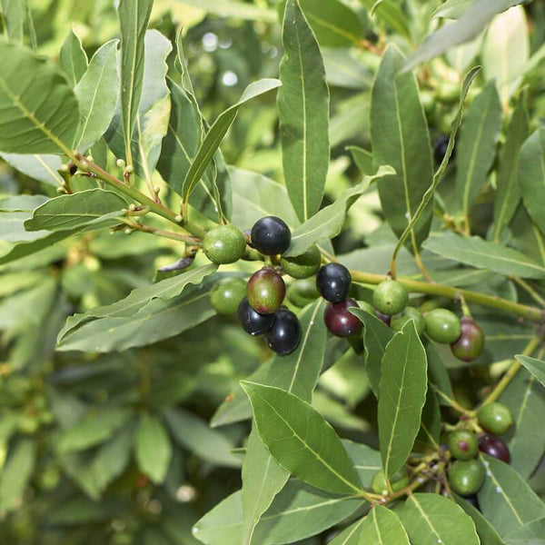 quand planter le laurier sauce Graines de Laurus Nobilis, Laurier Sauce – NinaSeeds