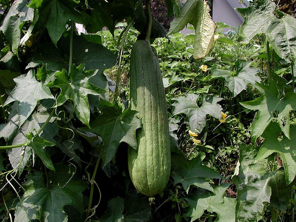 Graines de Luffa aegyptiaca, Courge éponge