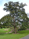 Graines Magnolia à grandes fleurs, Magnolia Grandiflora, Laurier Tulipier