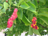 Graines Magnolia de Kobé, Magnolia kobus