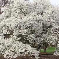 Graines Magnolia de Kobé, Magnolia kobus