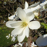 Graines Magnolia de Kobé, Magnolia kobus