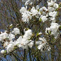 Graines Magnolia de Kobé, Magnolia kobus