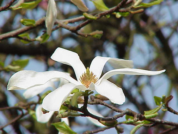 Graines Magnolia de Kobé, Magnolia kobus