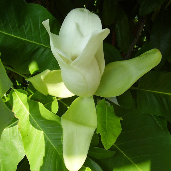 Graines Magnolia à grandes feuilles, Magnolia Macrophylla