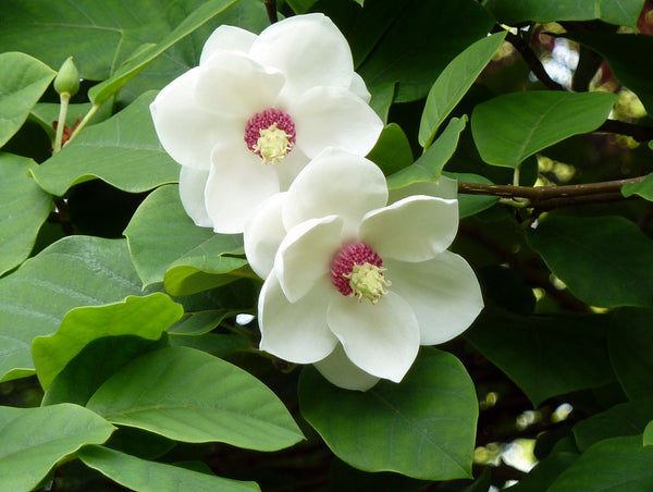 Graines Magnolia de Siebold, Magnolia sieboldii