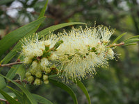 Graines Callistemon salignus , Rince-bouteille à feuilles de Saule