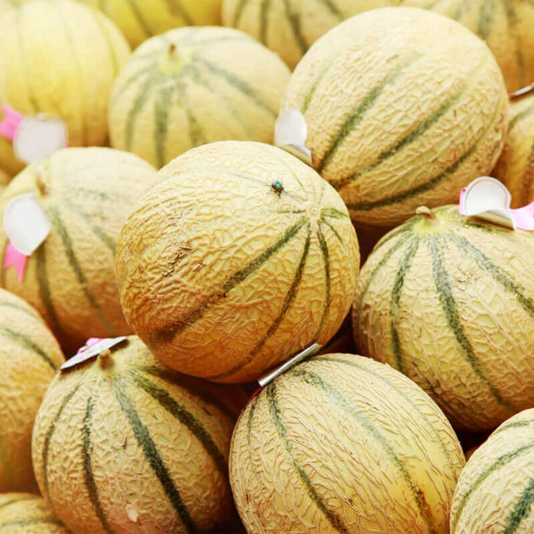 30 Graines de Melon Charentais, Cucumis Melo