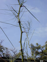 Graines de Parkinsonia aculeata, Épine de Jérusalem