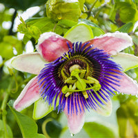 Graines de Passiflora Edulis Flavicarpa, Fruit de la Passion Jaune