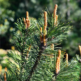 Graines de Pin Nain des Montagnes, Pinus Mugo Subsp. Mugo