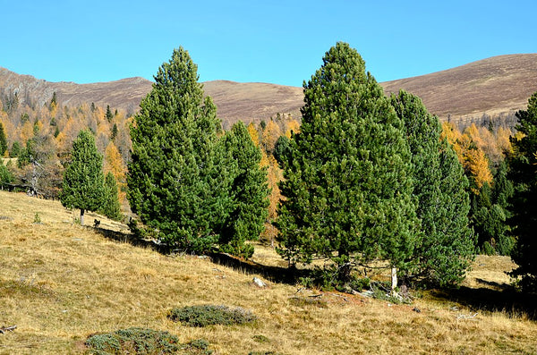 Graines de Pin des Alpes, Pinus cembra, Arolle, Pin cembro
