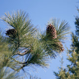 Graines de Pin de Jeffrey, Pinus jeffreyi