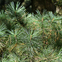 Graines de Pin blanc de Corée, Pinus koraiensis